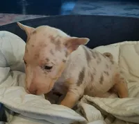 Coco Merle Tri Girl, a female Miniature Bull Terrier for sale in Texarkana, TX – Photo 2 of 10