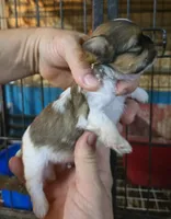 Shih F2, a female Shih Tzu for sale in Texarkana, TX – 2 of 3