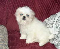 Shih-tzu F2, a female Shih Tzu for sale in Texarkana, TX – Photo 1 of 6