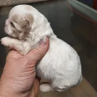 Shih-tzu F2, a female Shih Tzu for sale in Texarkana, TX – Photo 5 of 6