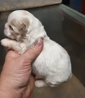 Shih-tzu F2, a female Shih Tzu for sale in Texarkana, TX – Photo 3 of 3