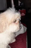 Shih-tzu F2, a female Shih Tzu for sale in Texarkana, TX – Photo 2 of 6