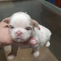 Shih-tzu F2, a female Shih Tzu for sale in Texarkana, TX – Photo 4 of 6