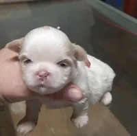 Shih-tzu F2, a female Shih Tzu for sale in Texarkana, TX – Photo 2 of 3