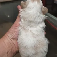 Shih-tzu F2, a female Shih Tzu for sale in Texarkana, TX – Photo 6 of 6