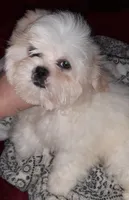 Shih-tzu F2, a female Shih Tzu for sale in Texarkana, TX – Photo 3 of 6