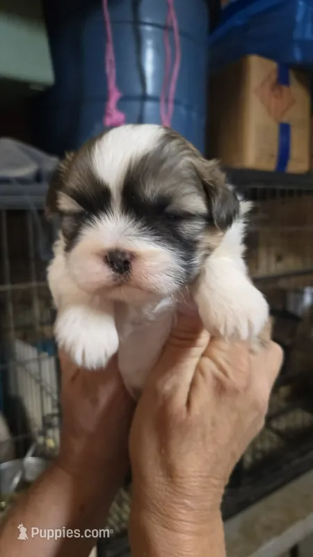 Boy 3 – Shih Tzu puppy for sale in Texarkana, TX
