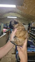 Boy 3, a male French Bulldog and Shih Tzu for sale in Texarkana, TX – 2 of 2