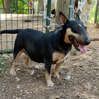 Black Tri, a female Miniature Bull Terrier for sale in Texarkana, TX – Photo 3 of 4