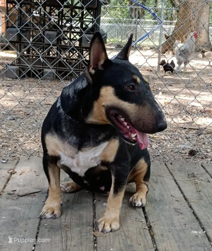 Black Tri – Miniature Bull Terrier puppy for sale in Texarkana, TX