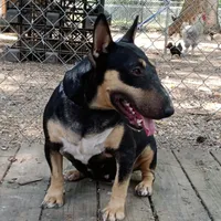 Black Tri, a female Miniature Bull Terrier for sale in Texarkana, TX – Photo 2 of 4