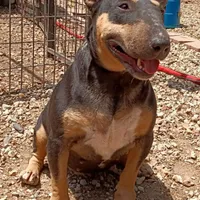 Black Tri, a female Miniature Bull Terrier for sale in Texarkana, TX – Photo 4 of 4