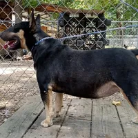 Black Tri, a female Miniature Bull Terrier for sale in Texarkana, TX – Photo 1 of 4