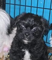 Boy 1, a male French Bulldog and Shih Tzu for sale in Texarkana, TX – 4 of 4