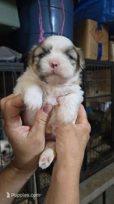 Boy 4 – Shih Tzu puppy for sale in Texarkana, TX