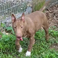 Mini B F1, a female Miniature Bull Terrier for sale in Texarkana, TX – Photo 7 of 8