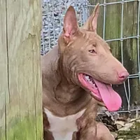 Mini B F1, a female Miniature Bull Terrier for sale in Texarkana, TX – Photo 2 of 8