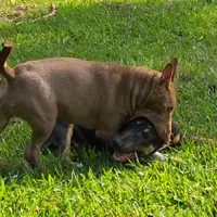 Mini B F1, a female Miniature Bull Terrier for sale in Texarkana, TX – Photo 3 of 8