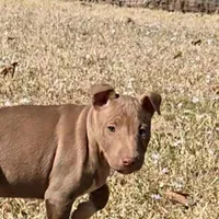 Mini B F1, a female Miniature Bull Terrier for sale in Texarkana, TX – Photo 6 of 8