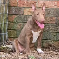 Mini B F1, a female Miniature Bull Terrier for sale in Texarkana, TX – Photo 1 of 8