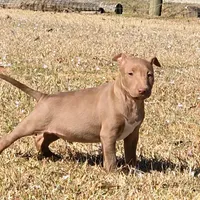 Mini B F1, a female Miniature Bull Terrier for sale in Texarkana, TX – Photo 5 of 8
