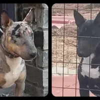 Mini B F1, a female Miniature Bull Terrier for sale in Texarkana, TX – Photo 4 of 8