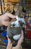 Shih F2, a female Shih Tzu for sale in Texarkana, TX – 3 of 3