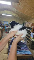 Boy 4, a male French Bulldog and Shih Tzu for sale in Texarkana, TX – 2 of 2