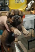 York Girl 2, a female Shorkie for sale in Texarkana, TX – Photo 3 of 4