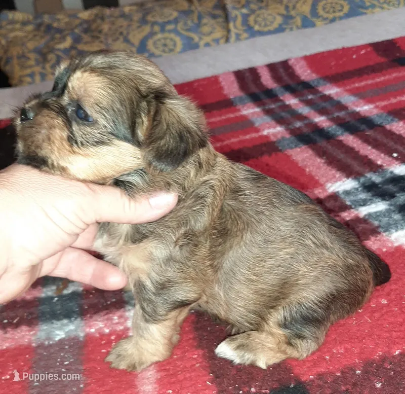 York Girl 2 – Shorkie puppy for sale in Texarkana, TX