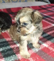 York Girl 2, a female Shorkie for sale in Texarkana, TX – Photo 4 of 5