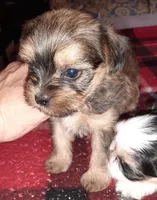 York Girl 2, a female Shorkie for sale in Texarkana, TX – Photo 5 of 5