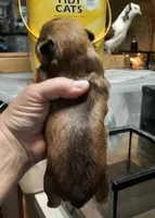 York Girl 2, a female Shorkie for sale in Texarkana, TX – Photo 2 of 4