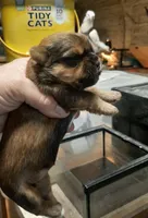 York Girl 2, a female Shorkie for sale in Texarkana, TX – Photo 4 of 4