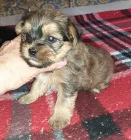 York Girl 2, a female Shorkie for sale in Texarkana, TX – Photo 3 of 5