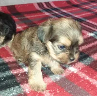 York Girl 2, a female Shorkie for sale in Texarkana, TX – Photo 2 of 5