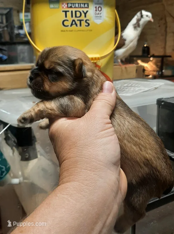 York Girl 2, a female Shorkie for sale in Texarkana, TX – Photo 1 of 4