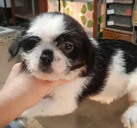 M1, a male French Bulldog and Shih Tzu for sale in Texarkana, TX – Photo 3 of 3