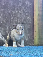 Blue Boy, a male Miniature Bull Terrier for sale in Texarkana, TX – 6 of 7