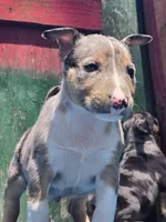 Blue Boy, a male Miniature Bull Terrier for sale in Texarkana, TX – 5 of 7