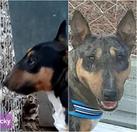 Blue Boy, a male Miniature Bull Terrier for sale in Texarkana, TX – Photo 3 of 3