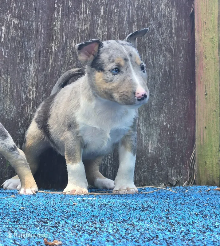 Blue Boy – Miniature Bull Terrier puppy for sale in Texarkana, TX