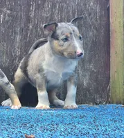 Blue Boy, a male Miniature Bull Terrier for sale in Texarkana, TX – 1 of 7