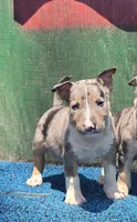 Blue Boy, a male Miniature Bull Terrier for sale in Texarkana, TX – 7 of 7