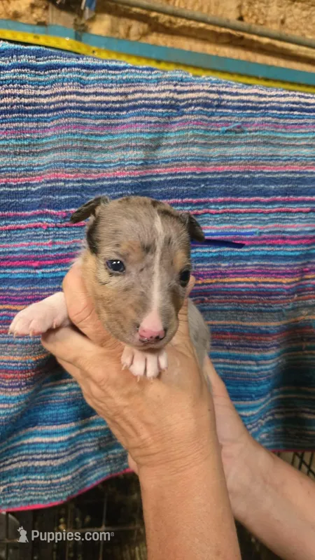 Blue Boy – Miniature Bull Terrier puppy for sale in Texarkana, TX