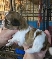 Shih F1, a female Shih Tzu for sale in Texarkana, TX – 2 of 2