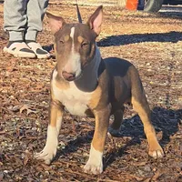 Honey Choco M1, a male Miniature Bull Terrier for sale in Texarkana, TX – Photo 1 of 5