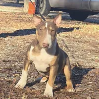 Honey Choco M1, a male Miniature Bull Terrier for sale in Texarkana, TX – Photo 3 of 5