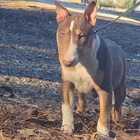 Honey Choco M1, a male Miniature Bull Terrier for sale in Texarkana, TX – Photo 4 of 5