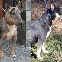 Honey Choco M1, a male Miniature Bull Terrier for sale in Texarkana, TX – Photo 5 of 5